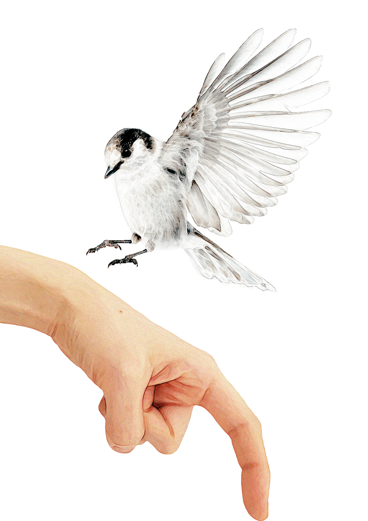 Hand and Bird
